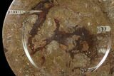Fossil Orthoceras & Goniatite Round Plate - Stoneware #140061-1